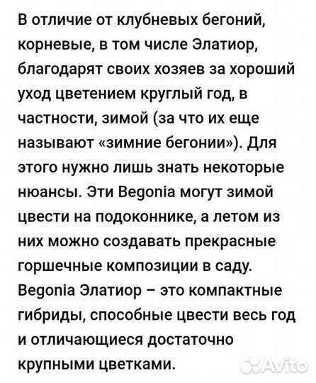 Бегония элатиор