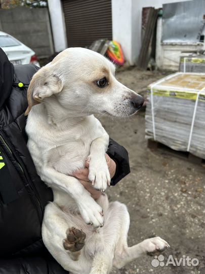 Метис таксы в добрые руки