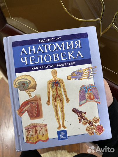 Анатомия