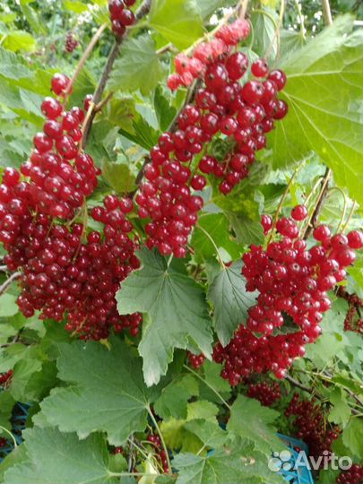 Саженцы малины, красная и чёрная смородина