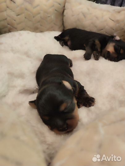 Йоркширский терьер мини беби фейс щенки