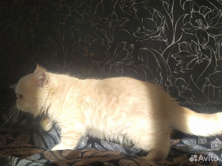 Экзотик