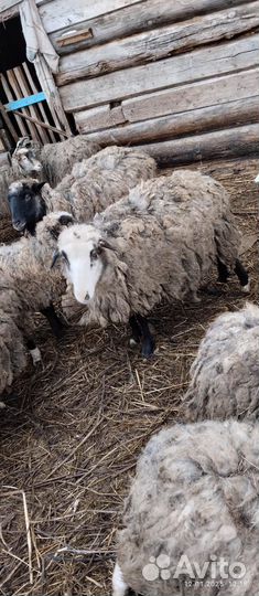 Овцы