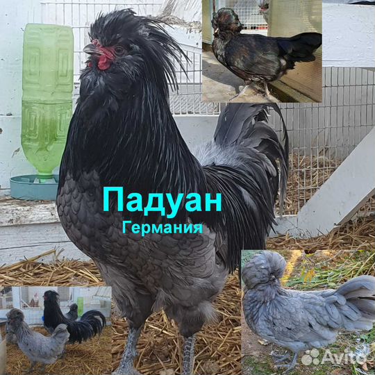 Цыплята, Яйцо от кур Шабо, Эйленбарт, Падуан