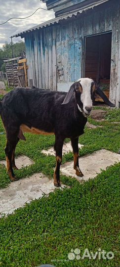 Нубийские коза и простая белая коза