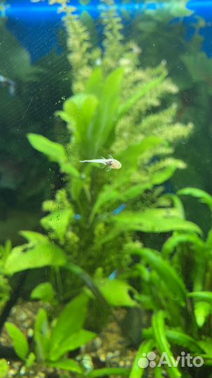 Сом анциструс