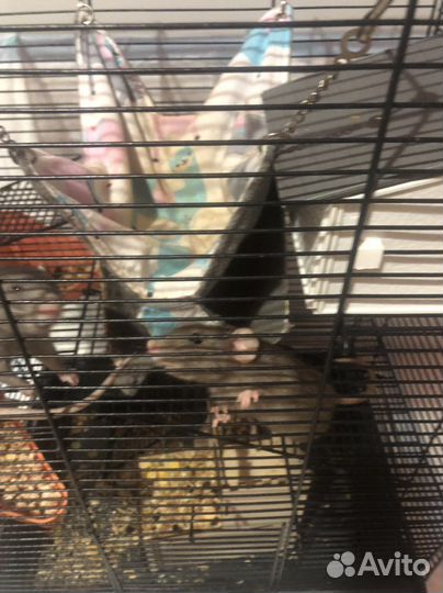 Крыса дамбо