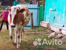 Продается дойная корова