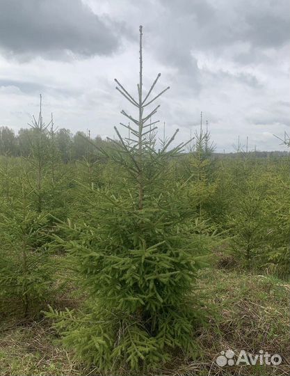 Ель обыкновенная