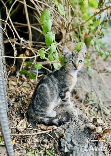 Котенок на улице ищет новую семью