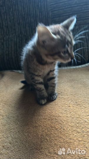 Отдам котенка в добрые руки