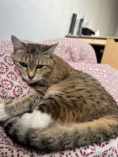 Кошка Люси