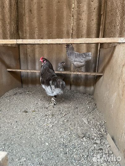 Инкубационное яйцо