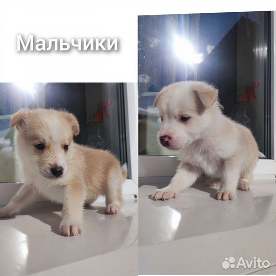 Собаки щенки