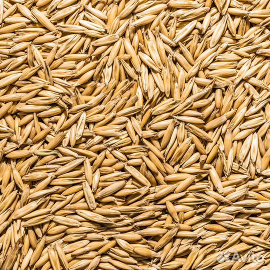 Зерно овес, ячмень, пшеница, дробленка, комбикорм