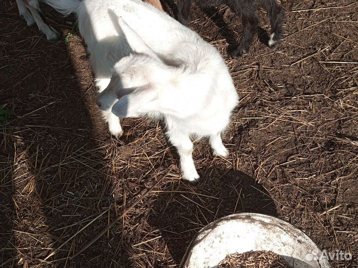 Дойный козы