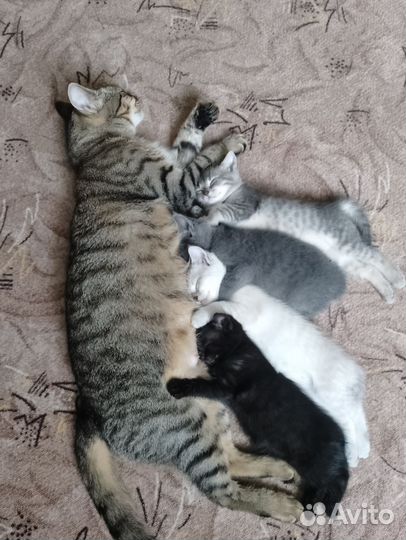 Котята бесплатно