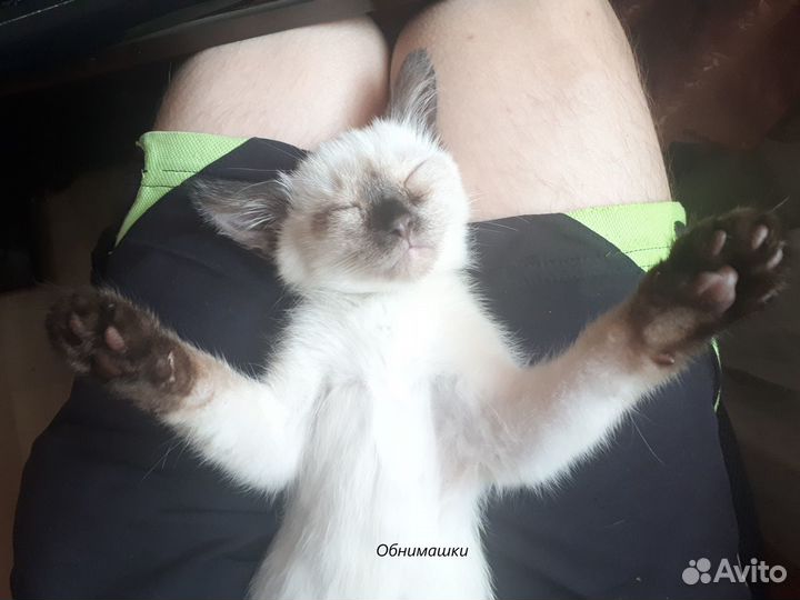 Котенок Тайский