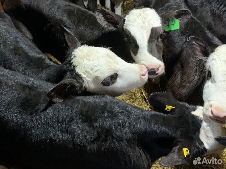 Бычки телята новый завоз
