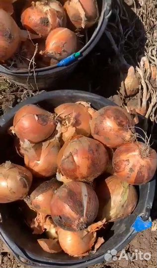 Лук оптом
