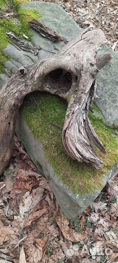 Дрифтвуд полено