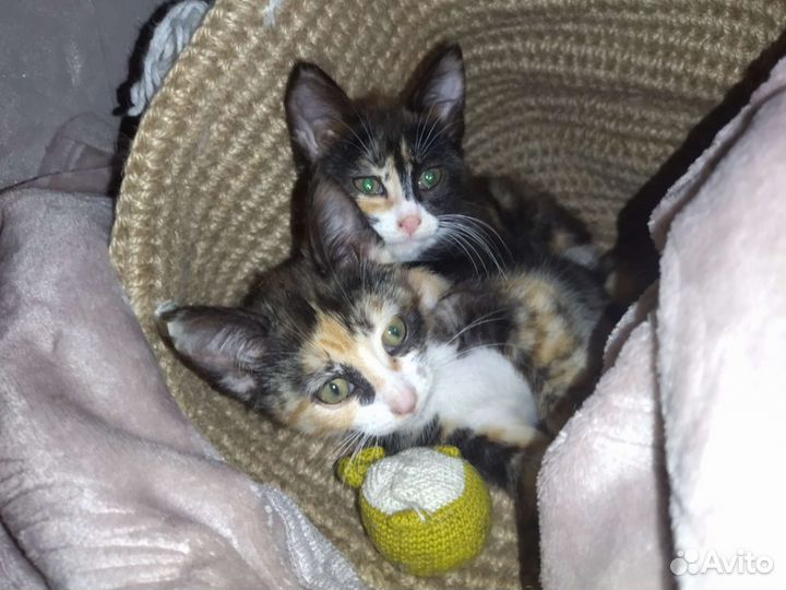 Кошка в дар бесплатно