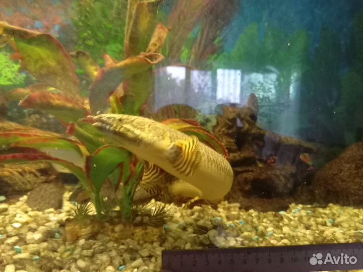 Полиптерус