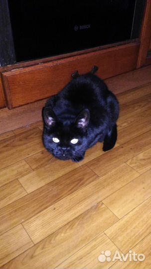 Бомбейская кошка в дар