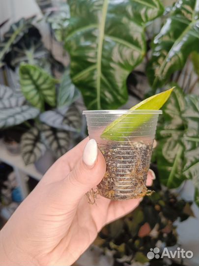 Пилея пеперомиевидная