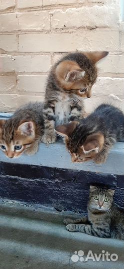 Котята в добрые руки