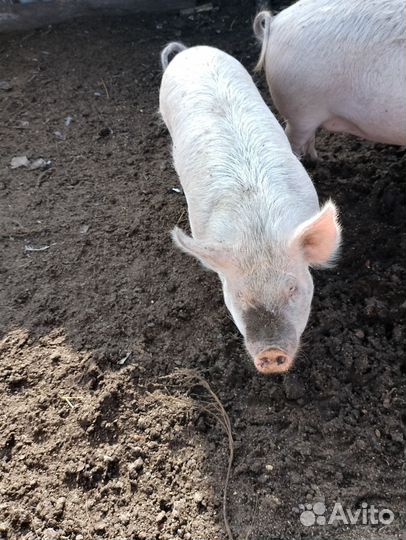 Свиньи живым весом