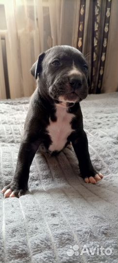 Щенки питбуля