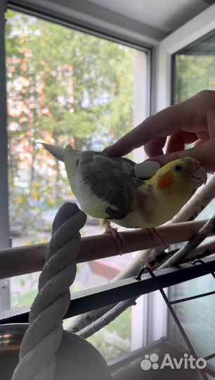 Корелла Самочка