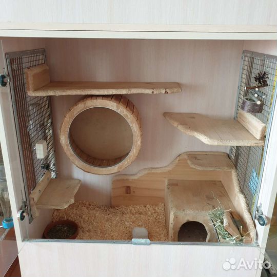 Передержка грызунов шиншилл