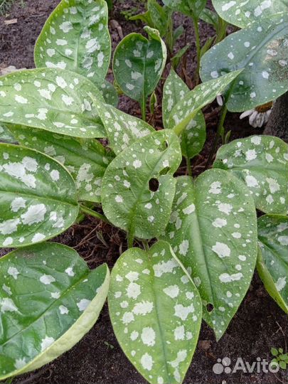 Хризантема мультифлора. Шалфей дубравный