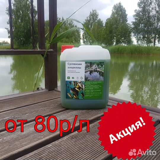 Хлорелла для очистки прудов