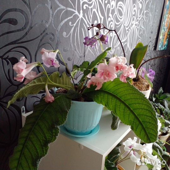 Стрептокарпусы