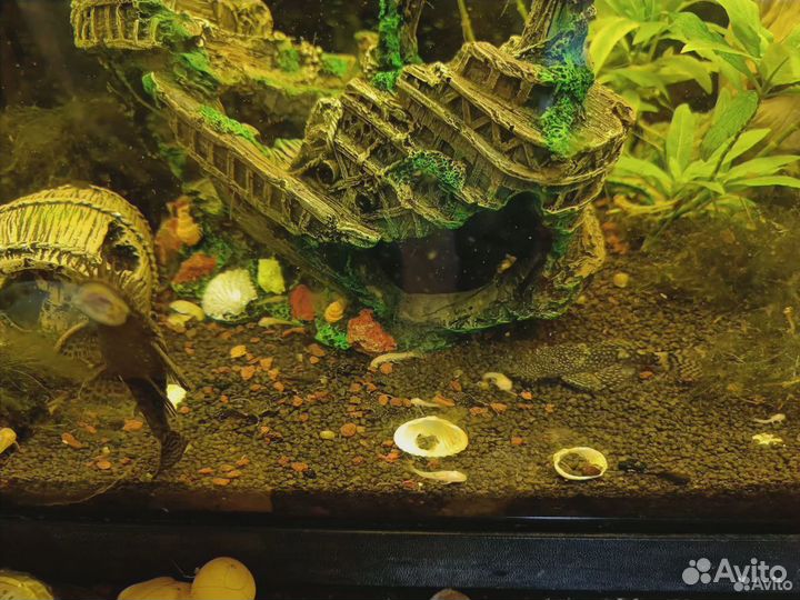 Сомики- анциструсы, гуппи, кардиналы и ряска