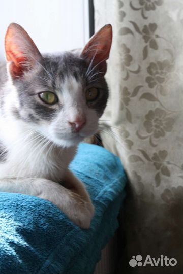 Отдам в добрые руки котика)