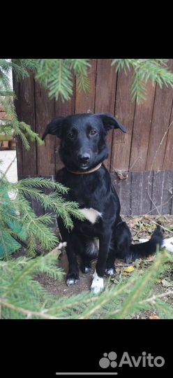 Собака бесплатно