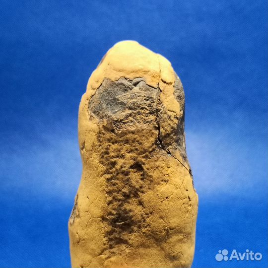 Окаменелость, конкреция. Крым