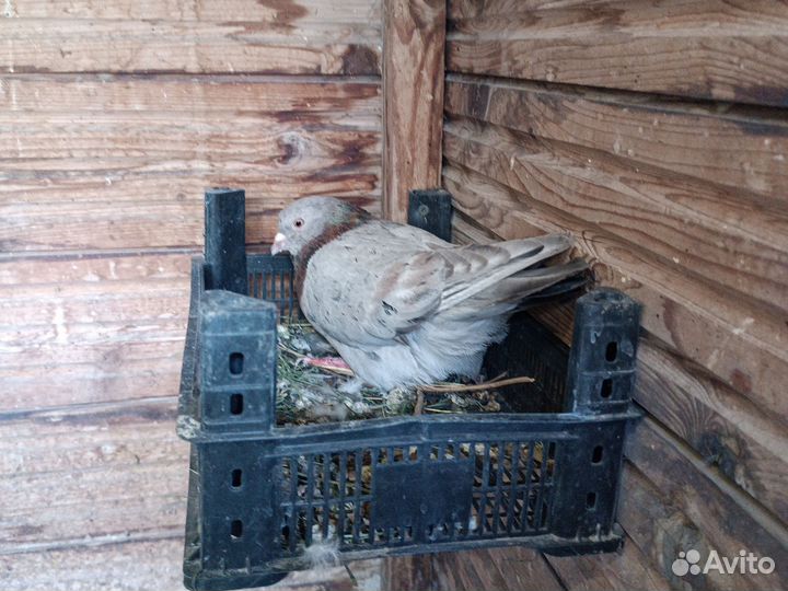 Голуби порода Английский Типплер