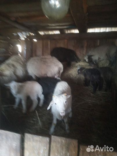 Овцы ягнята оптом или поштуно цена договорная