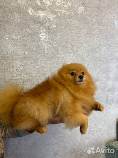 Шпиц девочка