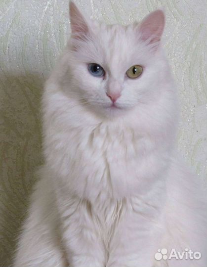 Котята турецкой ангоры