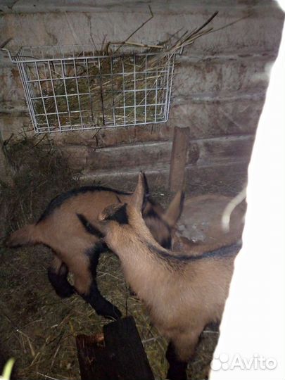 Козлик чп чех