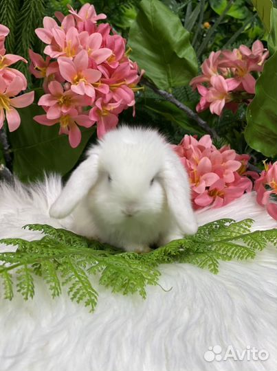 Элитные карликовые кролики