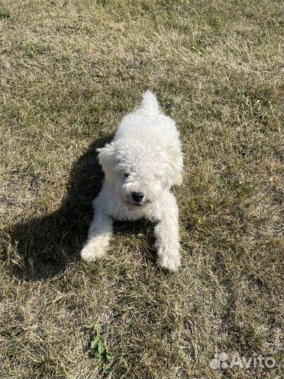 Щенки бишон фризе