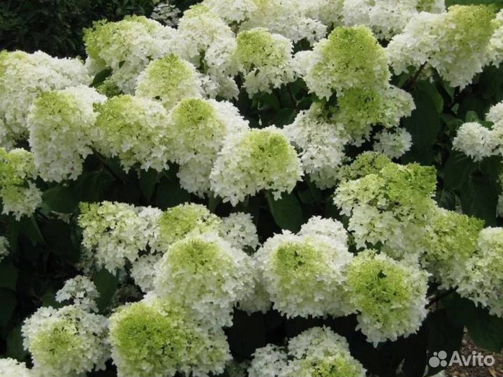 Гортензия Сильвер доллар (С5) (40-60)