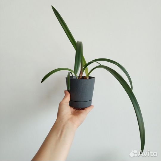 Амариллис